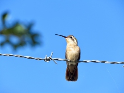 Xantu's Hummingbird-Female